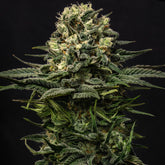 Lemon Haze Seeds
